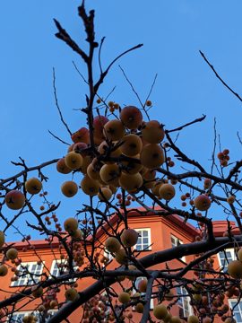 Frostnupen frukt - Flickr - nilsw.jpg