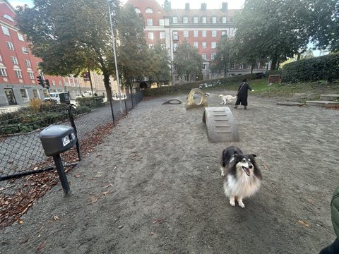 Solvändans Hundrastgård.jpg