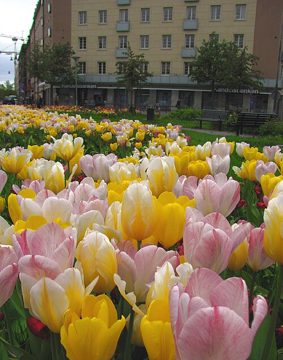 Flickr - Per Ola Wiberg ~ mostly away - more tulips in the city.jpg
