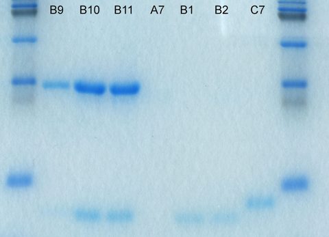 Sds-page electrophoresis.jpg
