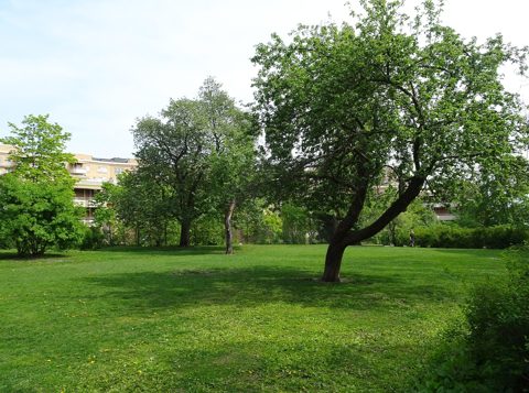 Klarahusets park, maj 2019a.jpg